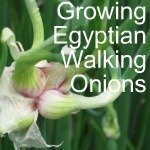 Egyptian Walking Onion Egyptian Walking Onion
