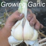 Vegetable Gardening - Garlic bulbs link Vegetable Gardening - Garlic bulbs link