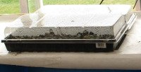 Starting Seeds in Black Trays